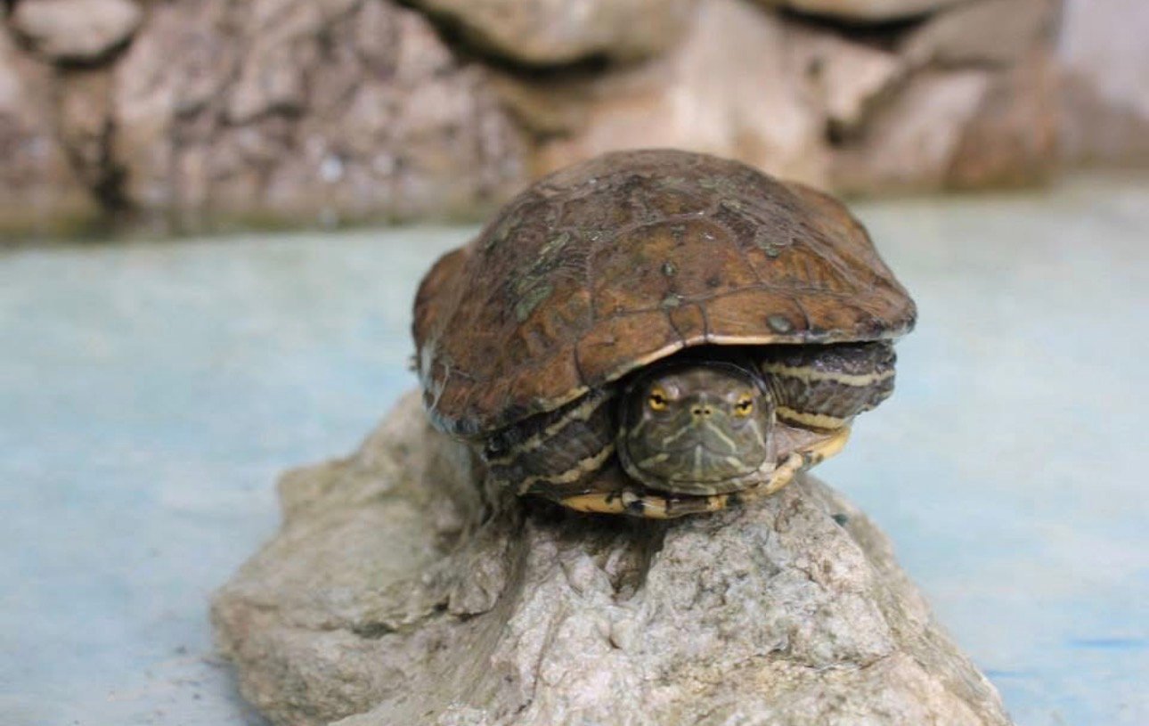 Las Avispas Country Work